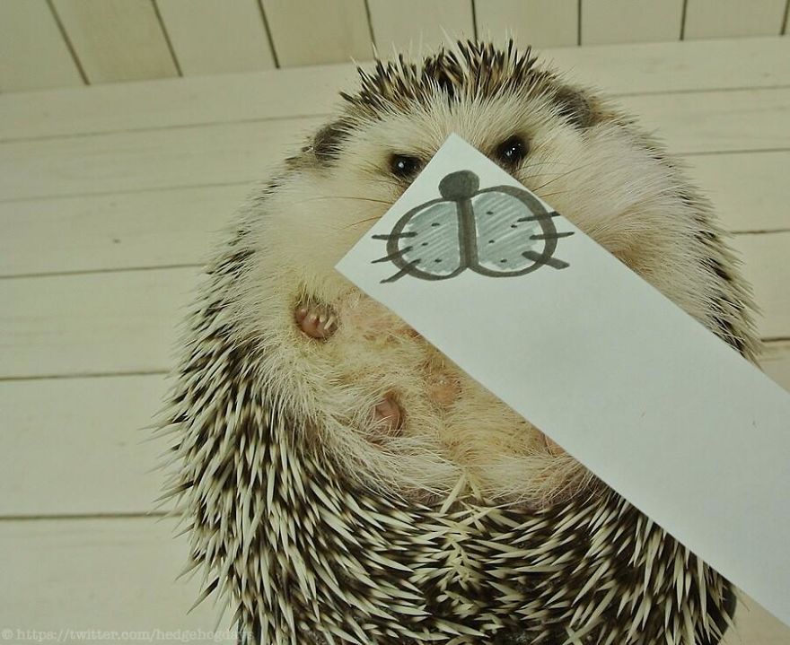 These Hedgehog Faces Are Probably The Cutest Thing On Twitter Right Now