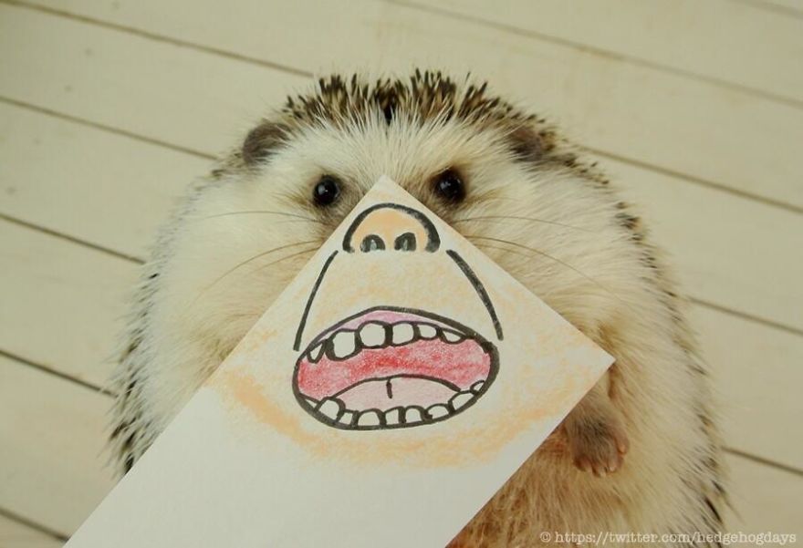 These Hedgehog Faces Are Probably The Cutest Thing On Twitter Right Now