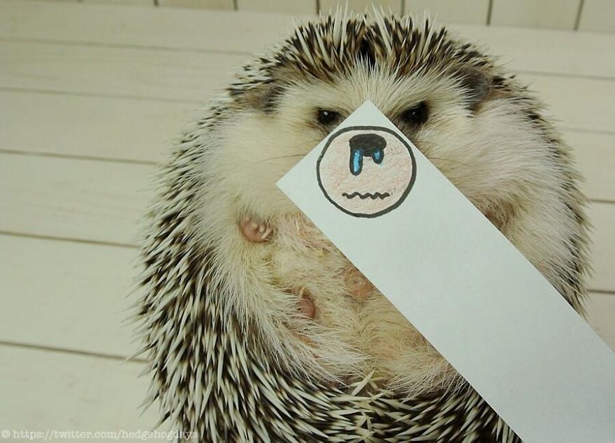 These Hedgehog Faces Are Probably The Cutest Thing On Twitter Right Now These Hedgehog Faces Are Probably The Cutest Thing On Twitter Right Now