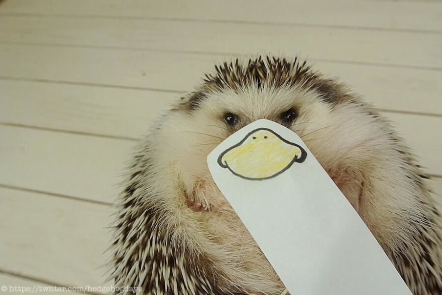 These Hedgehog Faces Are Probably The Cutest Thing On Twitter Right Now