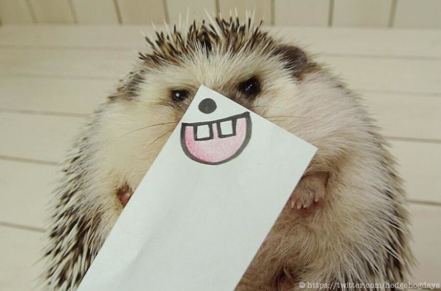 These Hedgehog Faces Are Probably The Cutest Thing On Twitter Right Now