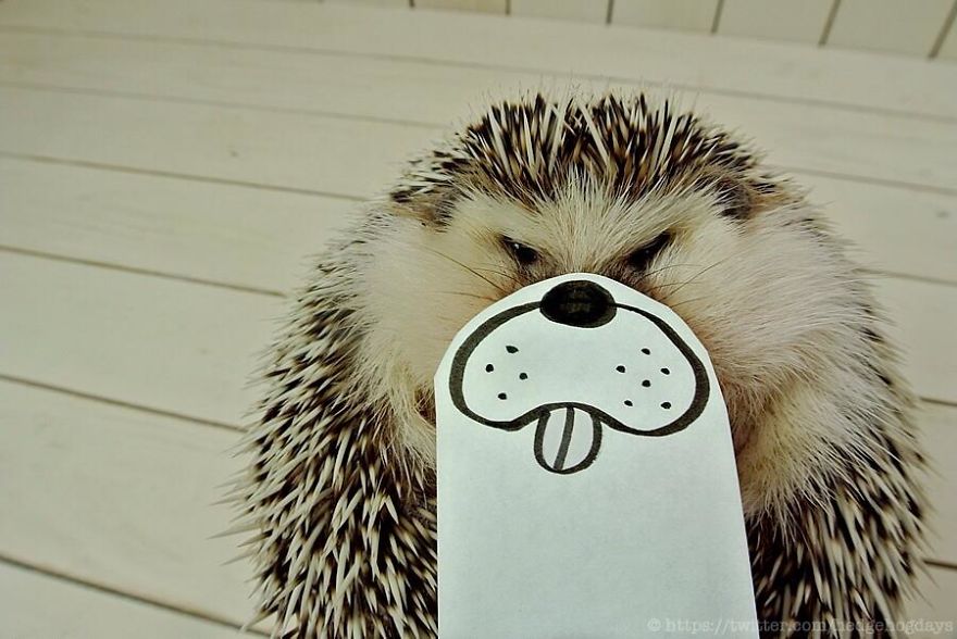 These Hedgehog Faces Are Probably The Cutest Thing On Twitter Right Now