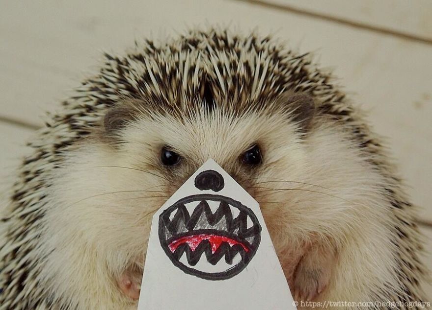 These Hedgehog Faces Are Probably The Cutest Thing On Twitter Right Now These Hedgehog Faces Are Probably The Cutest Thing On Twitter Right Now