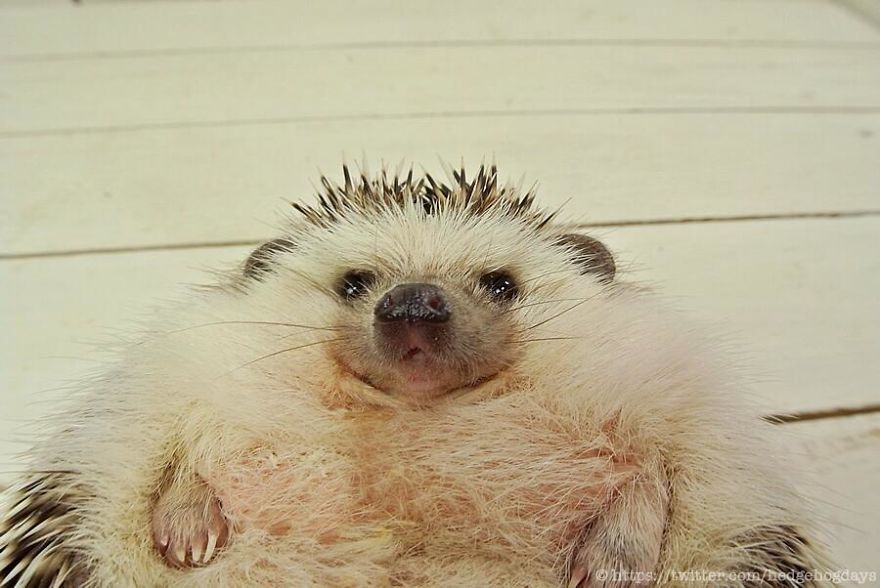 These Hedgehog Faces Are Probably The Cutest Thing On Twitter Right Now