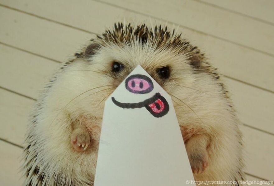 These Hedgehog Faces Are Probably The Cutest Thing On Twitter Right Now These Hedgehog Faces Are Probably The Cutest Thing On Twitter Right Now