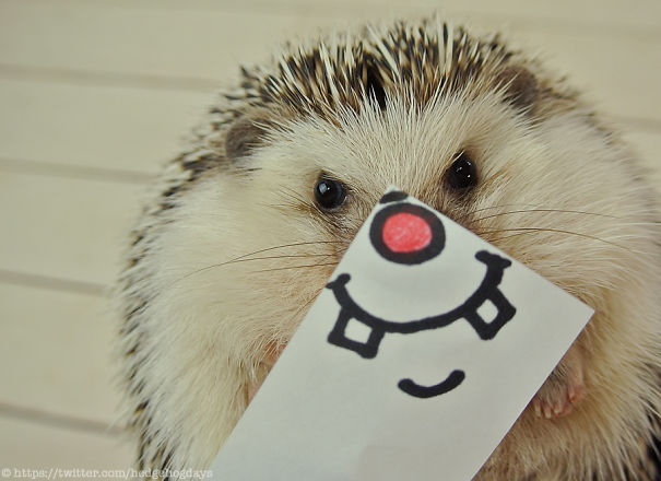 These Hedgehog Faces Are Probably The Cutest Thing On Twitter Right Now