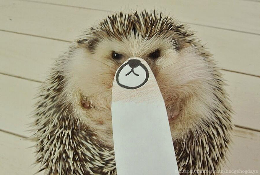 hedgehog-marutaro-paper-faces-twitter-29 hedgehog-marutaro-paper-faces-twitter-29