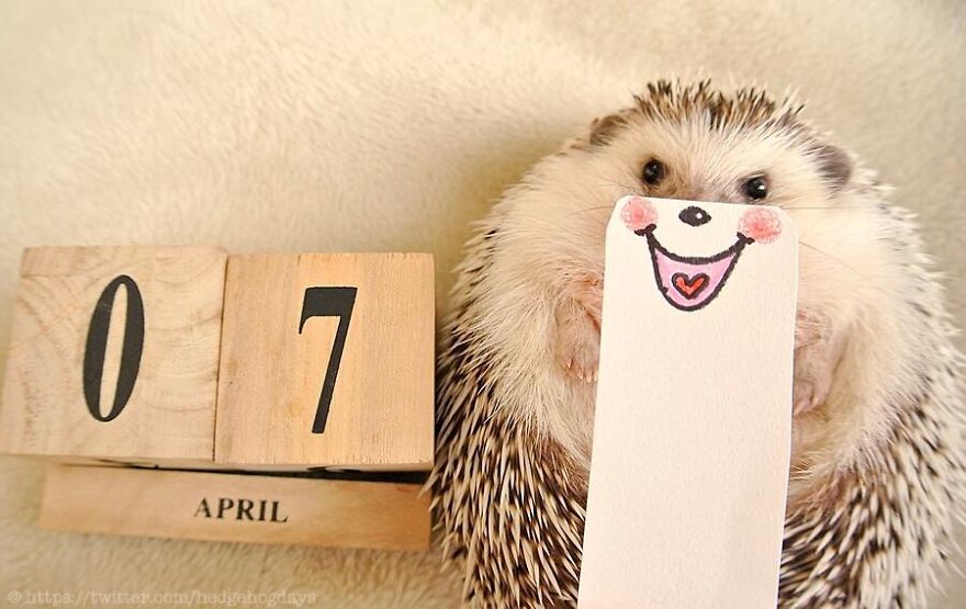 These Hedgehog Faces Are Probably The Cutest Thing On Twitter Right Now