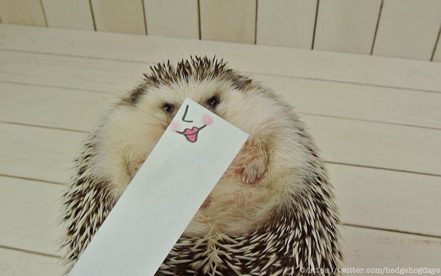 These Hedgehog Faces Are Probably The Cutest Thing On Twitter Right Now