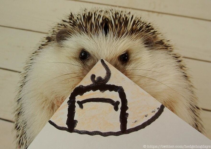 These Hedgehog Faces Are Probably The Cutest Thing On Twitter Right Now