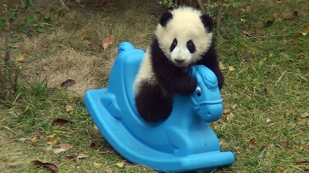 60 Cutest Panda Moments Ever Captured
