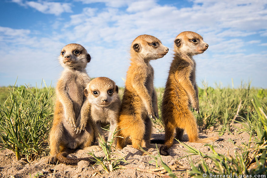 meerkats-human-lookout-post-photography-will-burrard-lucas-5 meerkats-human-lookout-post-photography-will-burrard-lucas-5