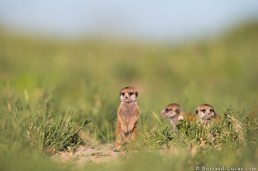 meerkats-human-lookout-post-photography-will-burrard-lucas-8 meerkats-human-lookout-post-photography-will-burrard-lucas-8