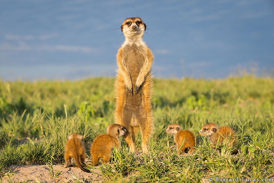 meerkats-human-lookout-post-photography-will-burrard-lucas-9 meerkats-human-lookout-post-photography-will-burrard-lucas-9