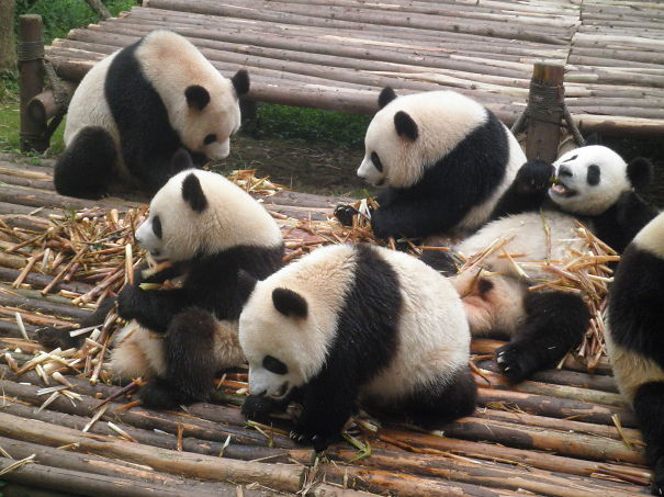 60 Cutest Panda Moments Ever Captured