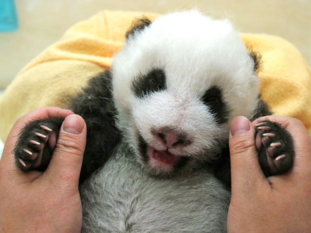 60 Cutest Panda Moments Ever Captured