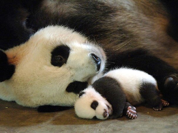 60 Cutest Panda Moments Ever Captured