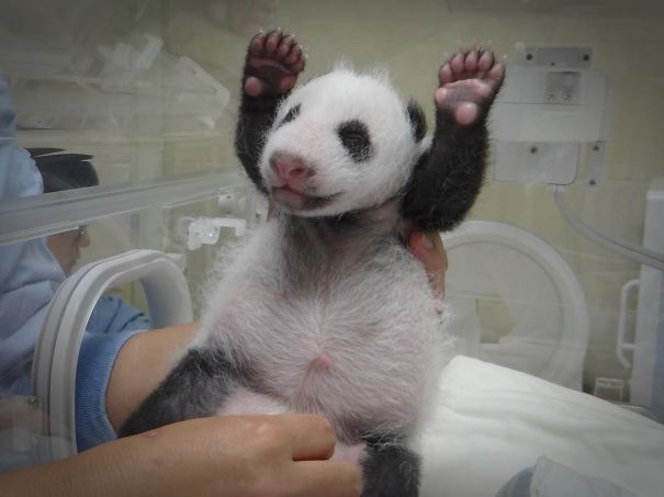 60 Cutest Panda Moments Ever Captured
