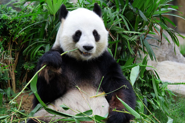 60 Cutest Panda Moments Ever Captured