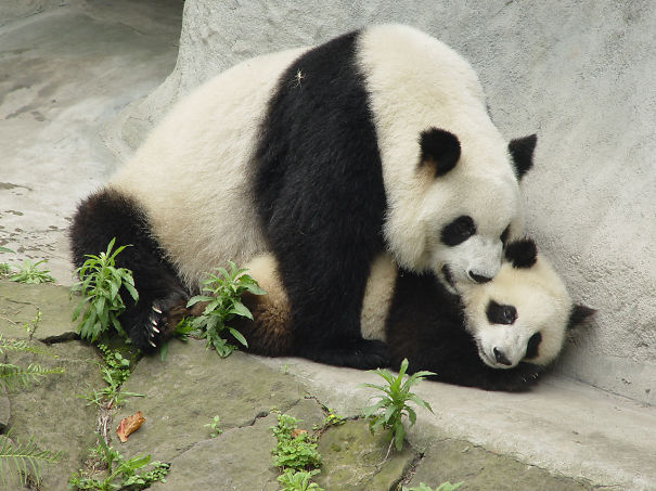 60 Cutest Panda Moments Ever Captured