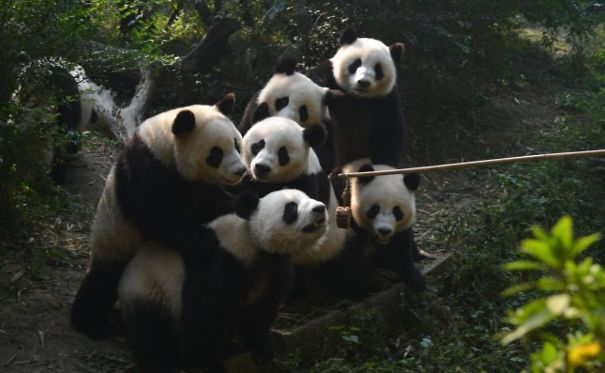 60 Cutest Panda Moments Ever Captured