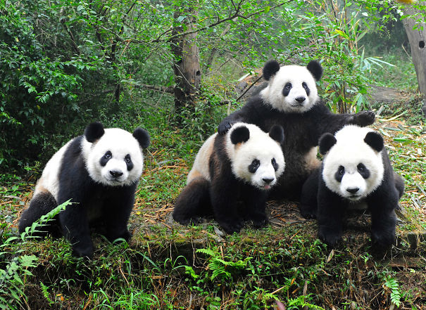 60 Cutest Panda Moments Ever Captured