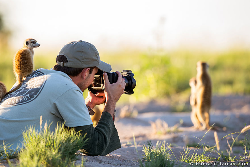 Photographer Became A Handy Lookout Post For Clever Meerkats Photographer Became A Handy Lookout Post For Clever Meerkats