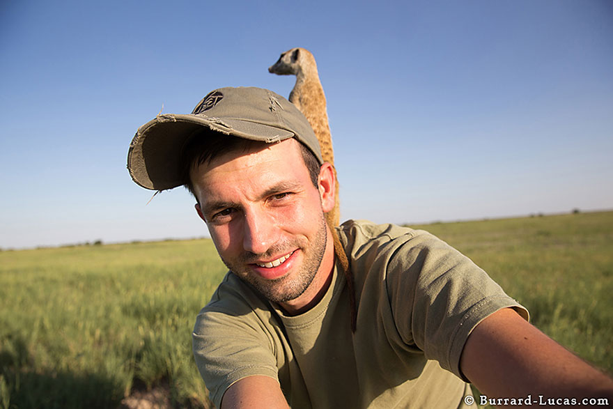 Photographer Became A Handy Lookout Post For Clever Meerkats Photographer Became A Handy Lookout Post For Clever Meerkats