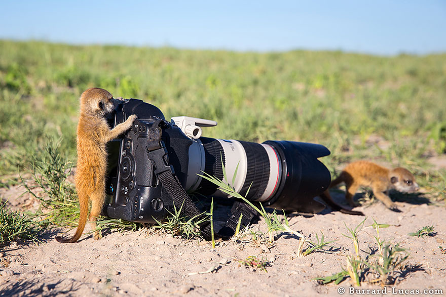 Photographer Became A Handy Lookout Post For Clever Meerkats Photographer Became A Handy Lookout Post For Clever Meerkats