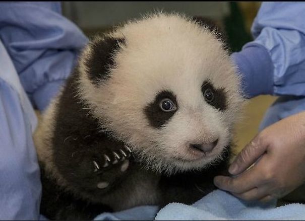 60 Cutest Panda Moments Ever Captured
