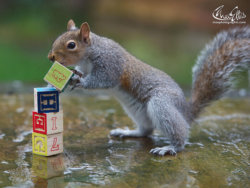 Adorable Pictures Of Curious Squirrels By British Photographer Max Ellis Adorable Pictures Of Curious Squirrels By British Photographer Max Ellis
