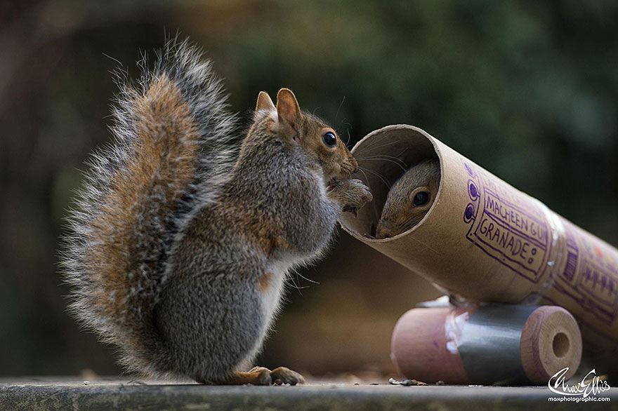 Adorable Pictures Of Curious Squirrels By British Photographer Max Ellis Adorable Pictures Of Curious Squirrels By British Photographer Max Ellis