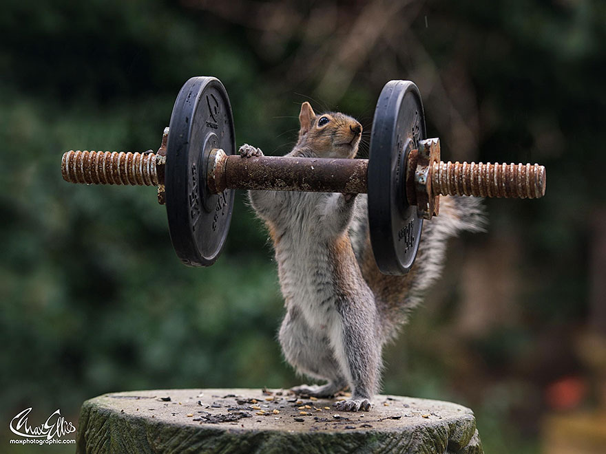Adorable Pictures Of Curious Squirrels By British Photographer Max Ellis Adorable Pictures Of Curious Squirrels By British Photographer Max Ellis
