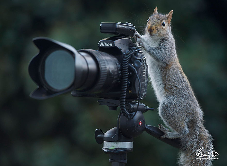 Adorable Pictures Of Curious Squirrels By British Photographer Max Ellis Adorable Pictures Of Curious Squirrels By British Photographer Max Ellis