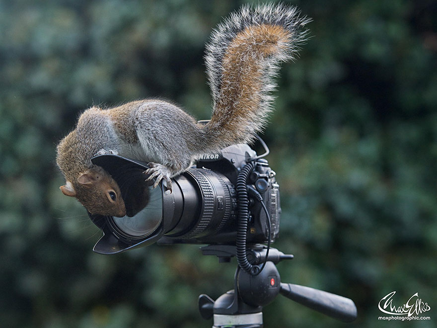 Adorable Pictures Of Curious Squirrels By British Photographer Max Ellis Adorable Pictures Of Curious Squirrels By British Photographer Max Ellis