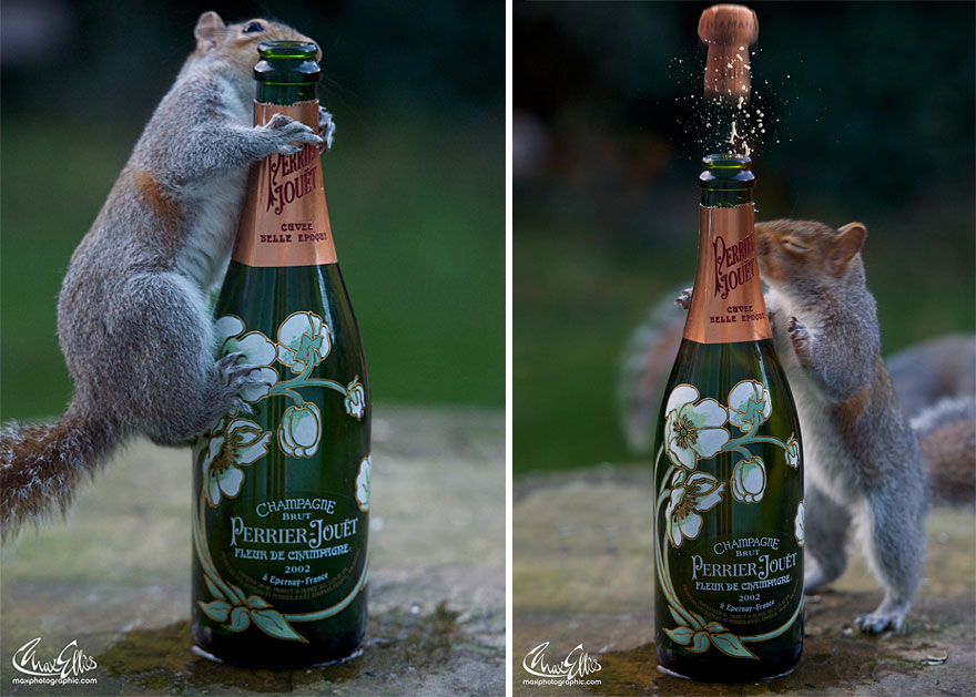 Adorable Pictures Of Curious Squirrels By British Photographer Max Ellis