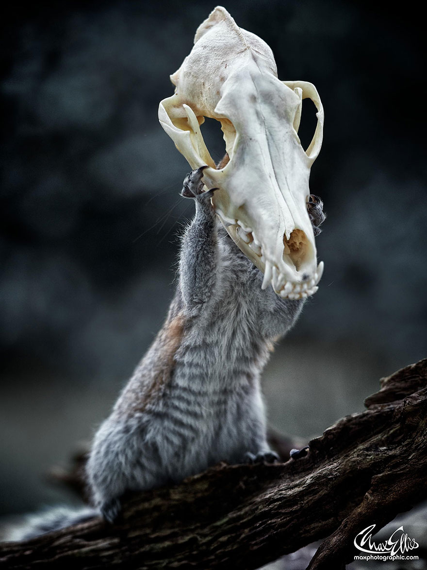 Adorable Pictures Of Curious Squirrels By British Photographer Max Ellis Adorable Pictures Of Curious Squirrels By British Photographer Max Ellis