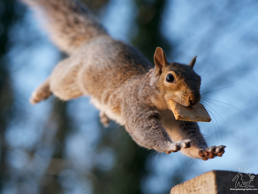 Adorable Pictures Of Curious Squirrels By British Photographer Max Ellis Adorable Pictures Of Curious Squirrels By British Photographer Max Ellis