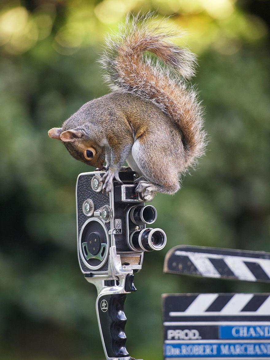Adorable Pictures Of Curious Squirrels By British Photographer Max Ellis Adorable Pictures Of Curious Squirrels By British Photographer Max Ellis