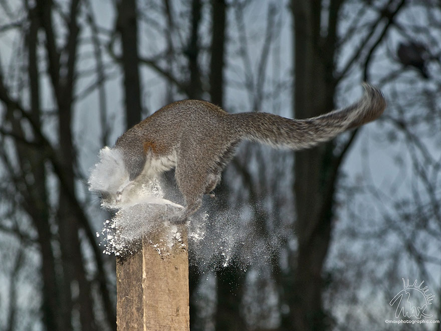 Adorable Pictures Of Curious Squirrels By British Photographer Max Ellis Adorable Pictures Of Curious Squirrels By British Photographer Max Ellis