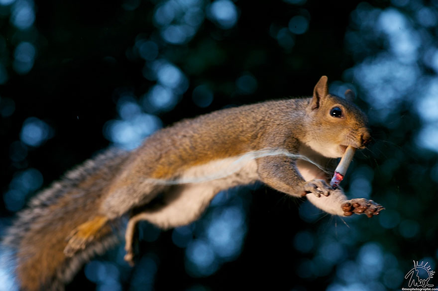 Adorable Pictures Of Curious Squirrels By British Photographer Max Ellis Adorable Pictures Of Curious Squirrels By British Photographer Max Ellis