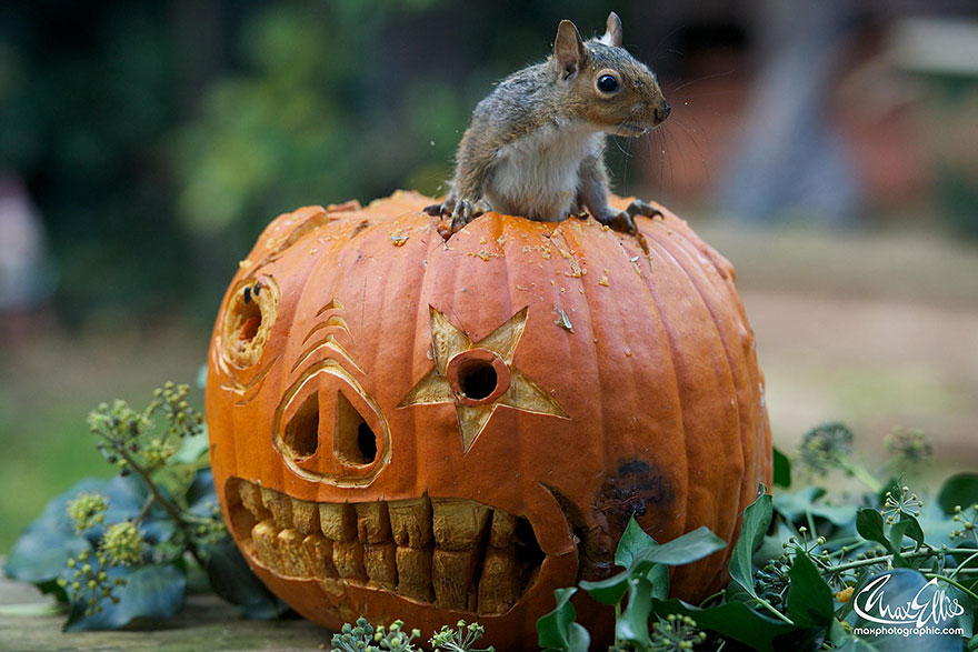 Adorable Pictures Of Curious Squirrels By British Photographer Max Ellis Adorable Pictures Of Curious Squirrels By British Photographer Max Ellis