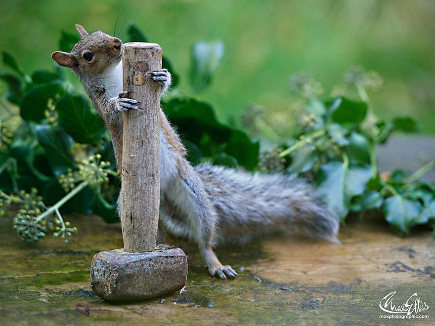 Adorable Pictures Of Curious Squirrels By British Photographer Max Ellis Adorable Pictures Of Curious Squirrels By British Photographer Max Ellis