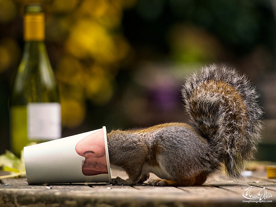Adorable Pictures Of Curious Squirrels By British Photographer Max Ellis Adorable Pictures Of Curious Squirrels By British Photographer Max Ellis