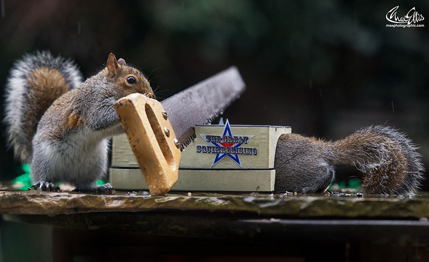 Adorable Pictures Of Curious Squirrels By British Photographer Max Ellis
