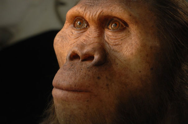 Amazingly Realistic Reconstructions Of Our Ancestors Illustrate Human Evolution Amazingly Realistic Reconstructions Of Our Ancestors Illustrate Human Evolution