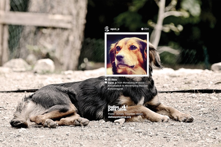 Longer Life For Everyone: Adopt A Homeless Pet