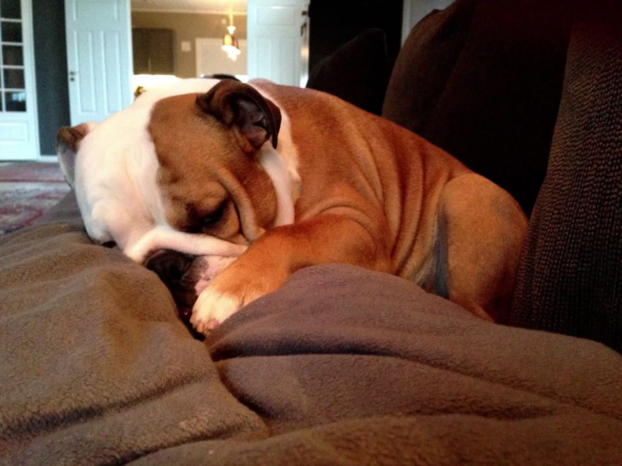 bulldog-love-story-house-1