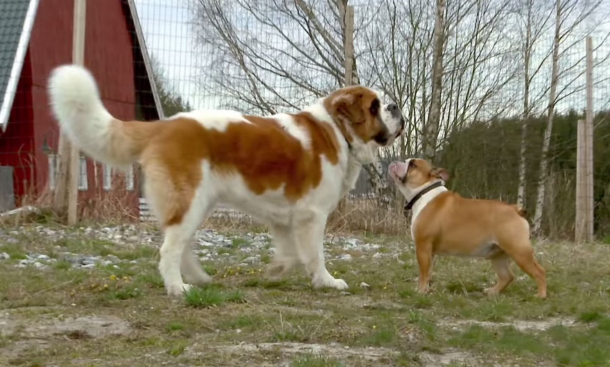 bulldog-love-story-house-13