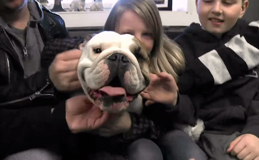 bulldog-love-story-house-2